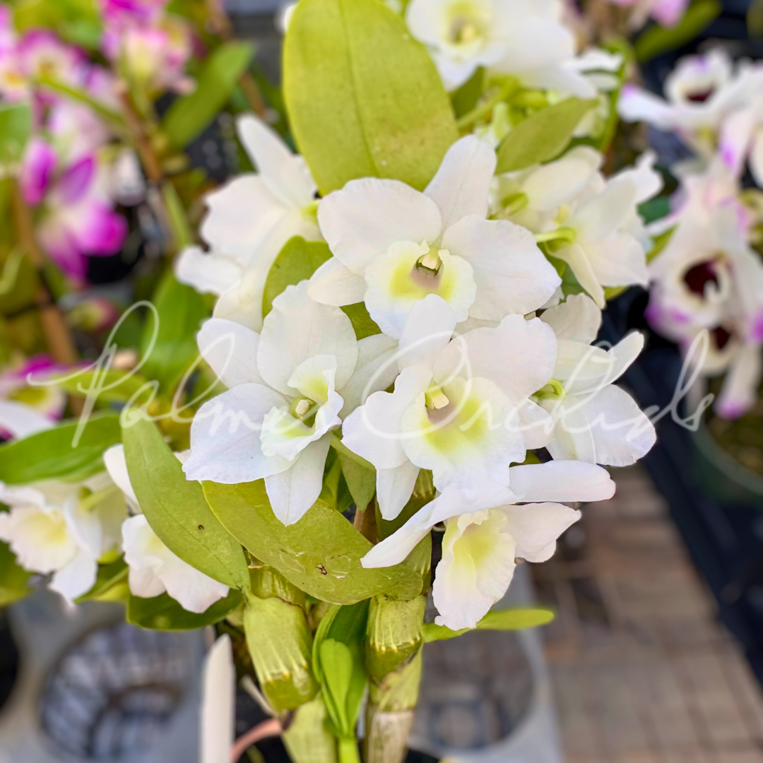 HIF洋蘭 779 Den.anosmum `A Touch of Class' (MC) Den. anosmum